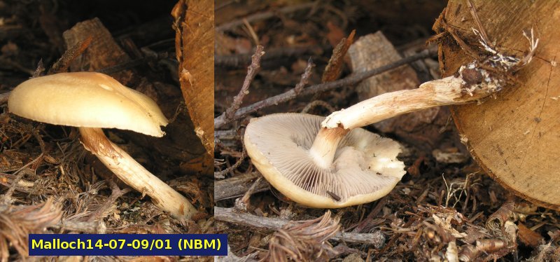 Picture of Agrocybe acericola